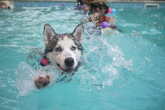 Can Dogs Benefit from Water Activities?